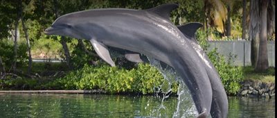 رود-تاون-پارک-آبی-دلفین-دیسکاوری-Dolphin-Discovery-Tortola-376032