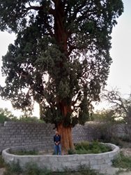 درخت سرو 900 ساله