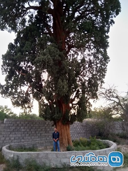 درخت سرو 900 ساله