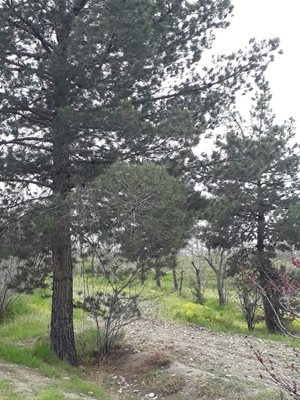 تهران-پارک-جنگلی-چیتگر-394266
