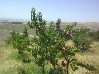 میانه-روستای-خواجه-ده-394760