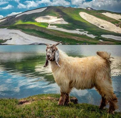 ارومیه-دریاچه-سد-شهرچای-399096