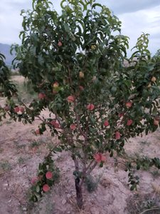 میانه-روستای-دلی-قیز-412466