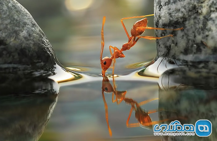 مورچه ها و آب