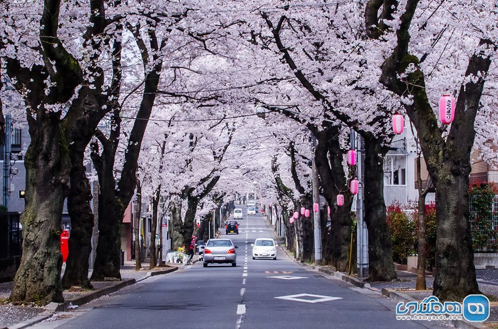  تونل Sakura ژاپن