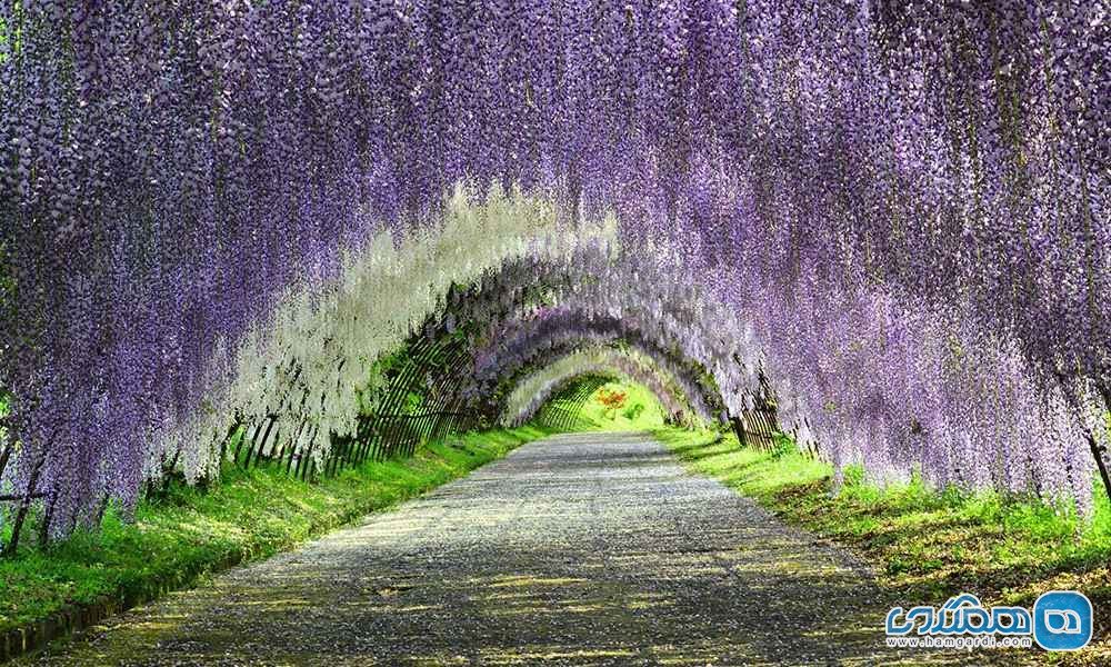  تونل گل Wisteria در ژاپن