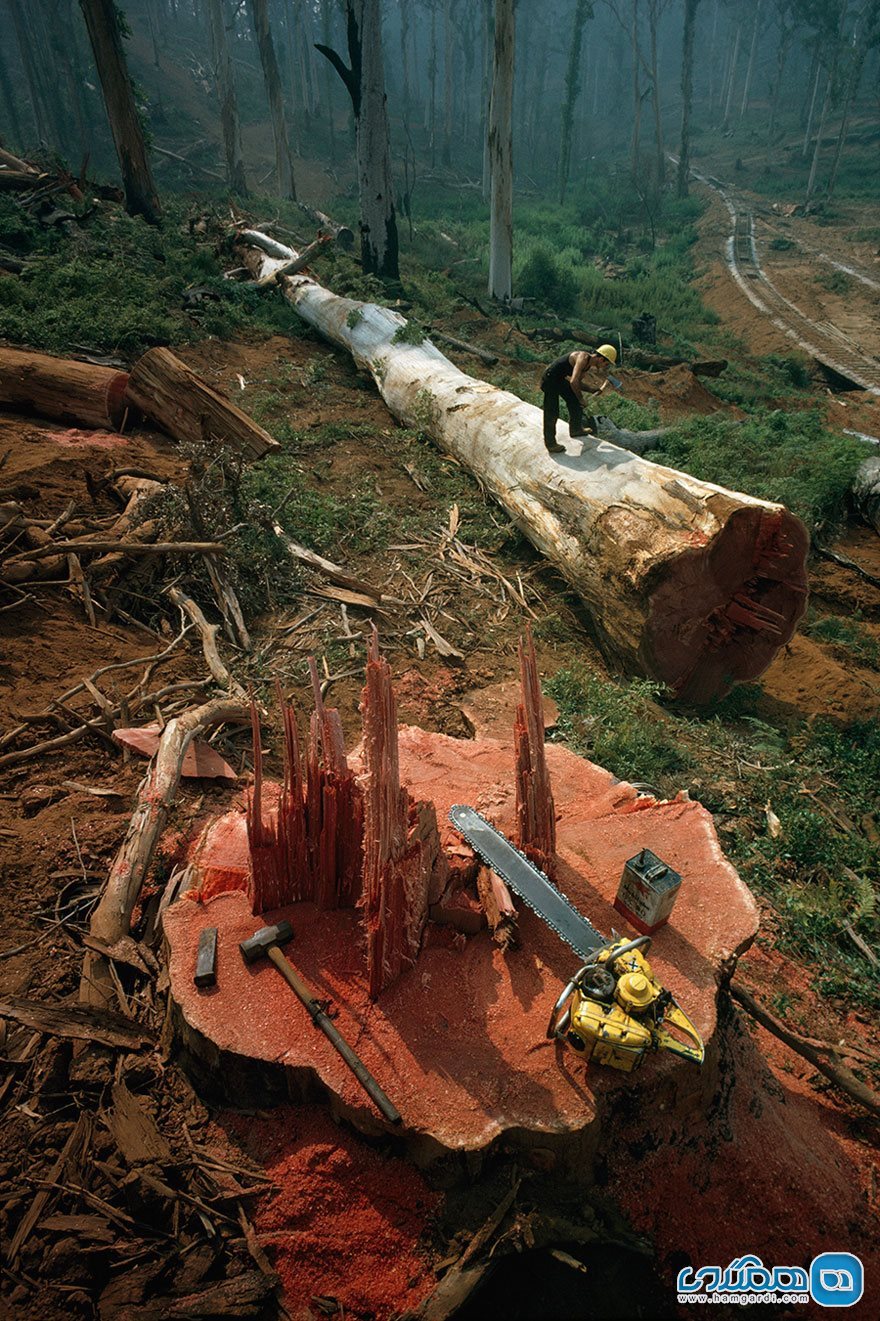 18) درخت هم جان دارد، استخوان دارد و خون | استرالیا | 1962
