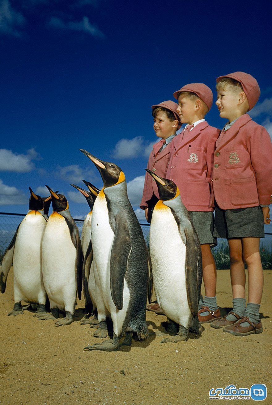 17) اردوی مدرسه به باغ وحش و عکس یادگاری با پنگوئن ها | لندن | 1953