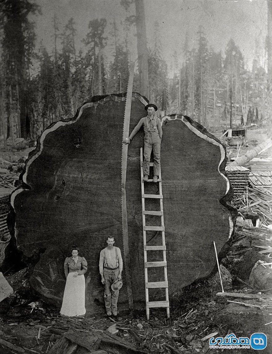  1) لحظه قطع درخت غول پیکر سکویا، غرورآفرین و در عین حال شرم آور | کالیفرنیا | 1892