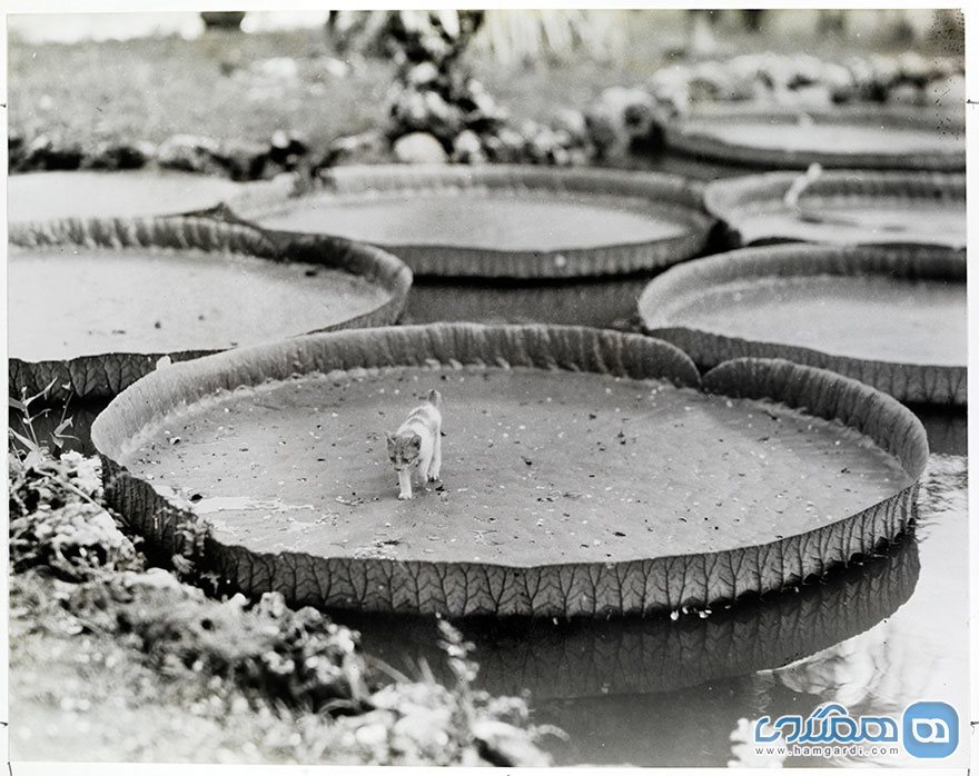 5) گربه ای شناور بر گل های نیلوفر آبی بزرگ | فیلیپین | 1935
