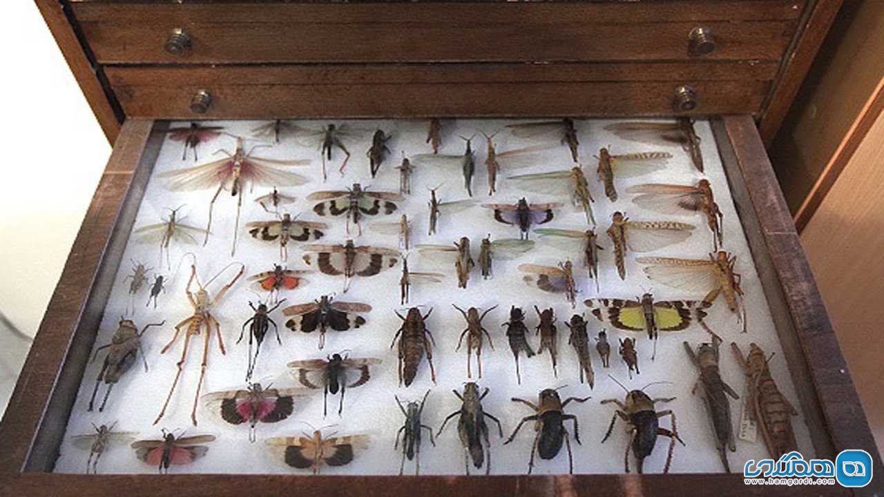 موزه حشرات هایک میرزایانس 2