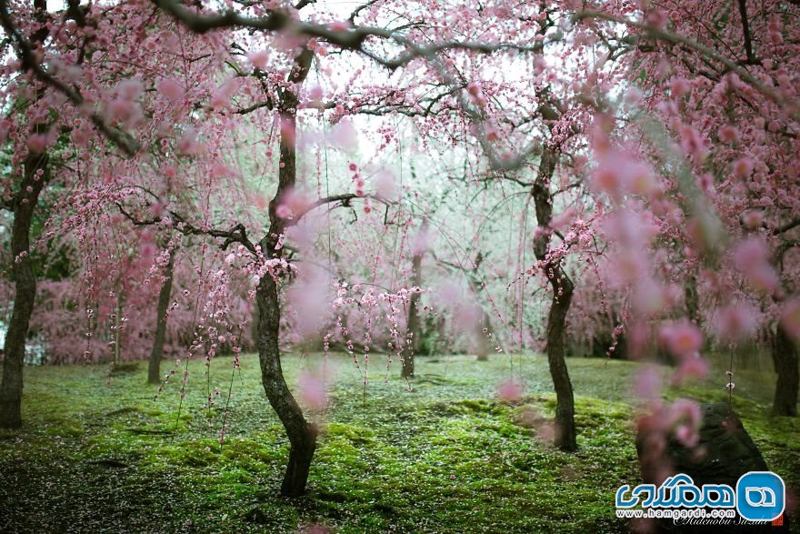 شکوفه های ژاپن
