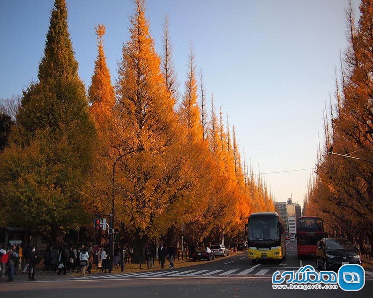 درختان جینگو در توکیو