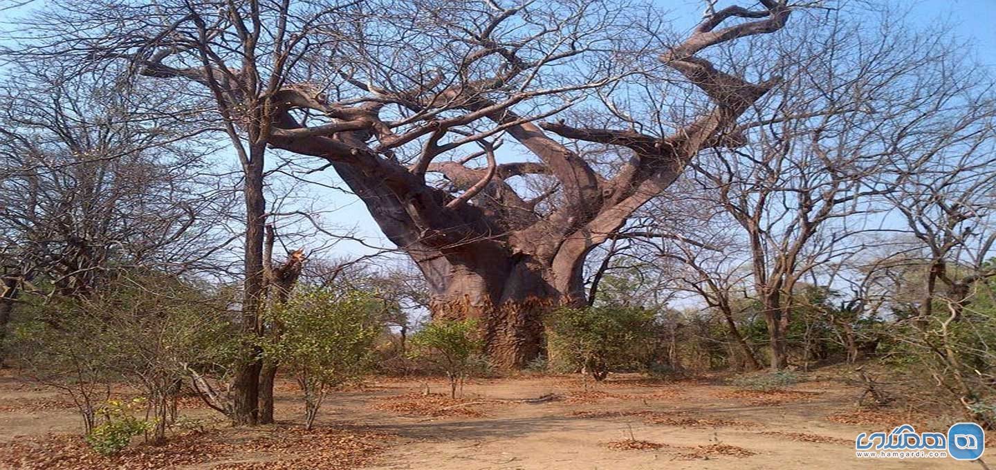 درخت مالاوی