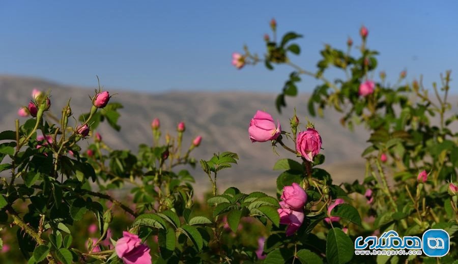 گل محمدی