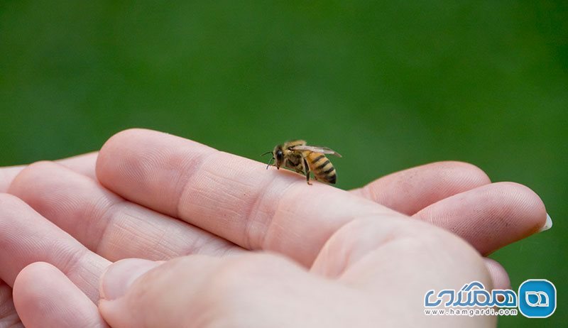 درمان با حیوانات آرتروز زنبور عسل