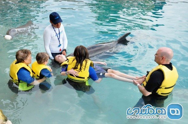 درمان با دلفین