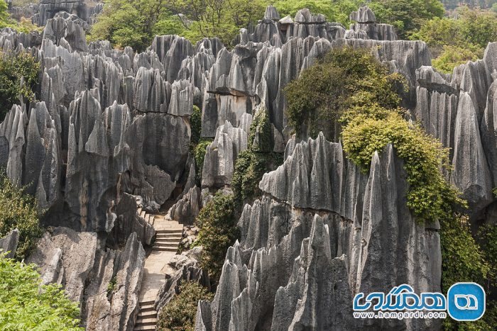 جنگل شیلین ، جنگلی با درختانی از سنگ (Stone Forest)