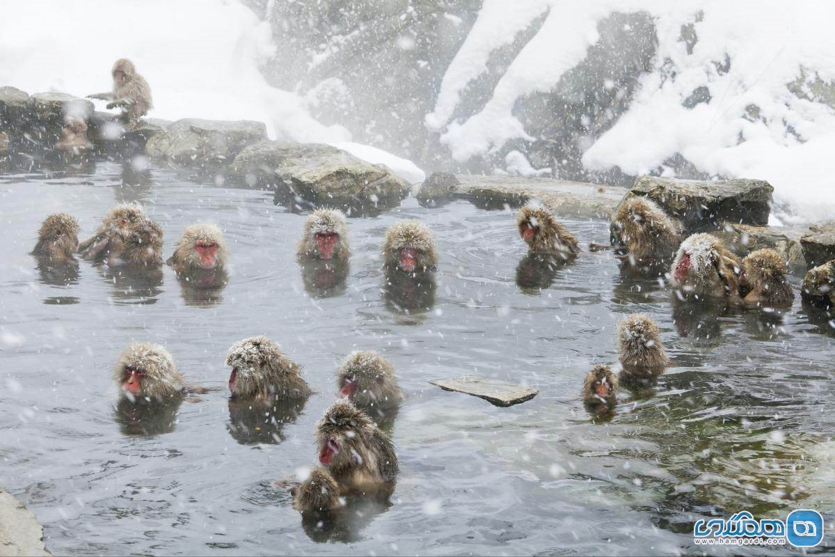 میمون ها در چشمه های آب گرم ناگانو