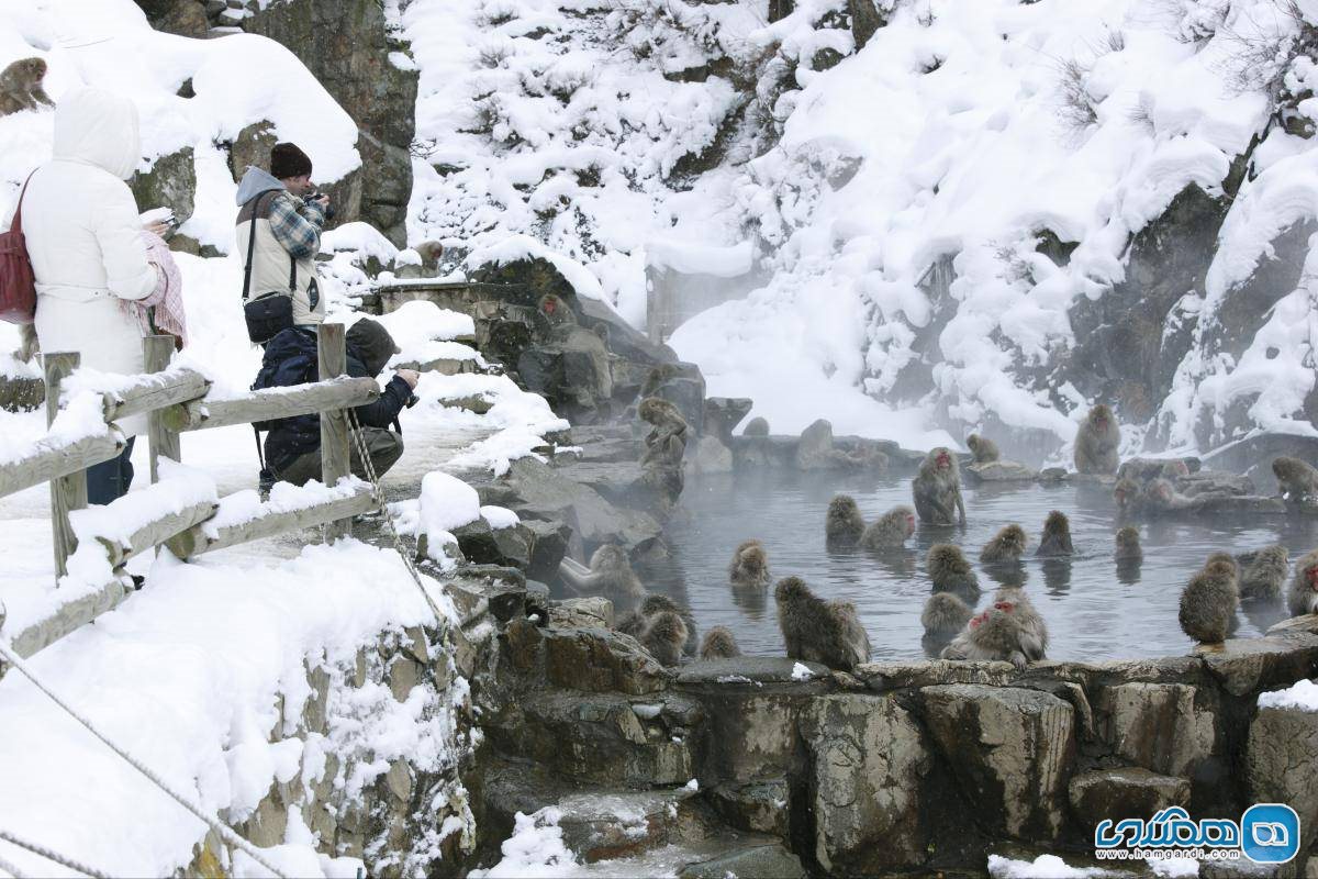 میمون ها در چشمه های آب گرم ناگانو ، ژاپن