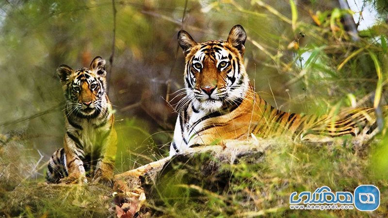 پارک ملی پریار در هند