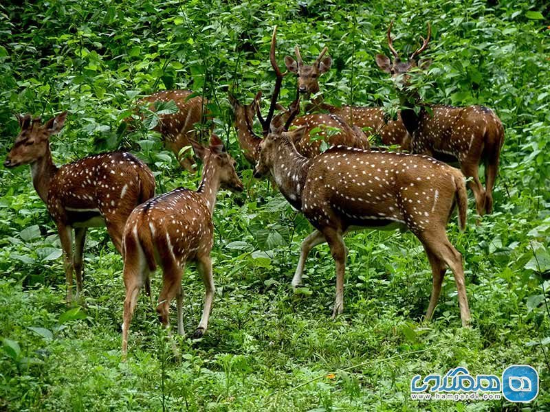 آشنایی با پارک ملی پریار در هند
