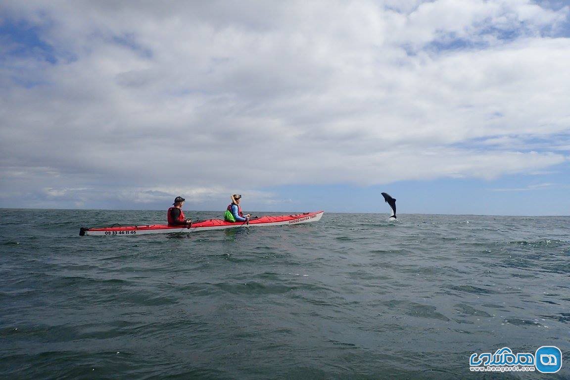قایق سواری همراه با دلفین ها ، کیپ تاون