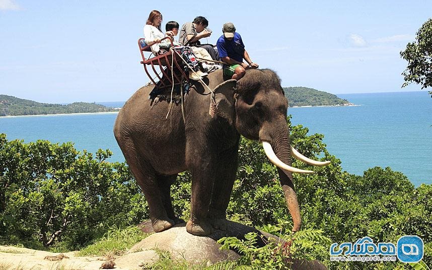 گردشگری برای تماشای فیل ها 9