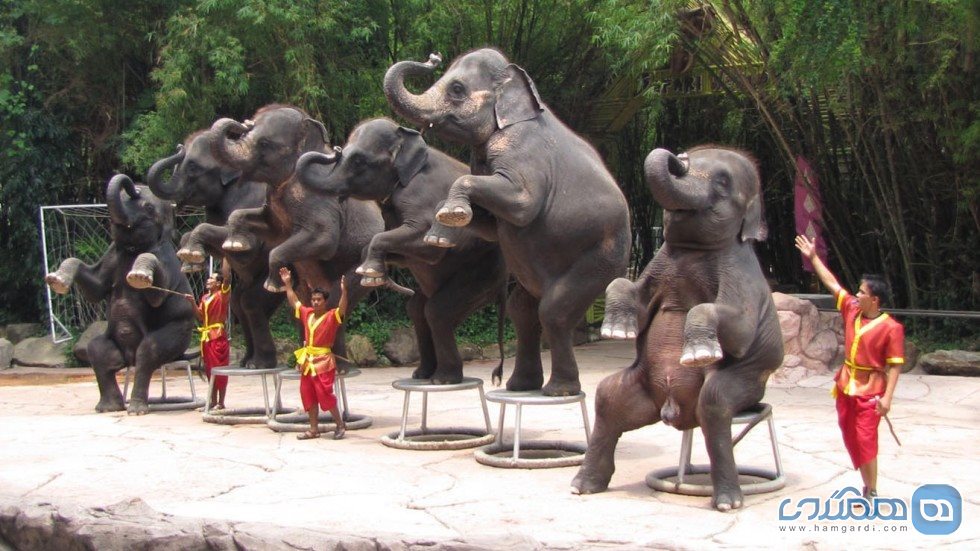 گردشگری برای تماشای فیل ها 4