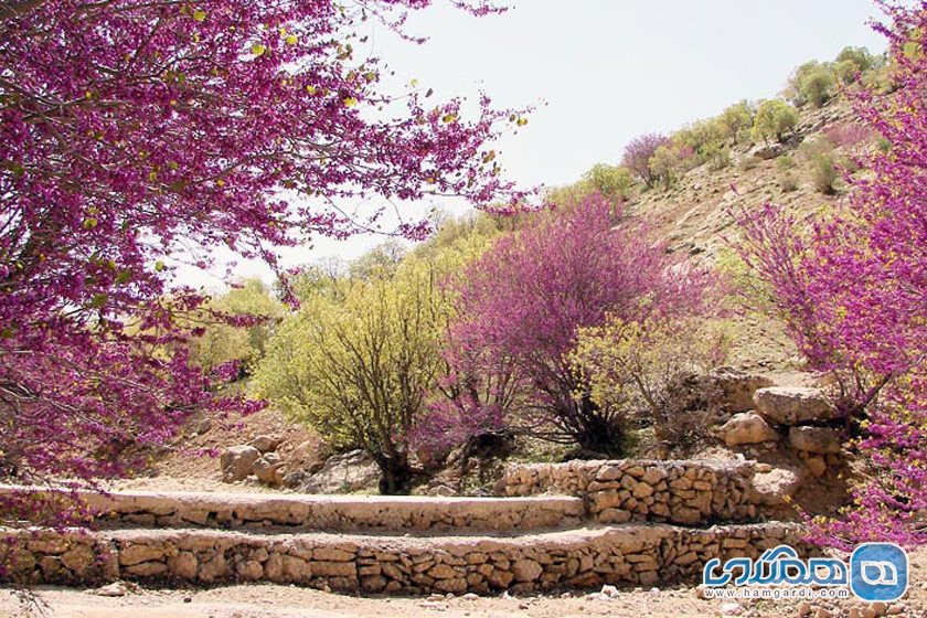 تنگه ارغوان کجاست