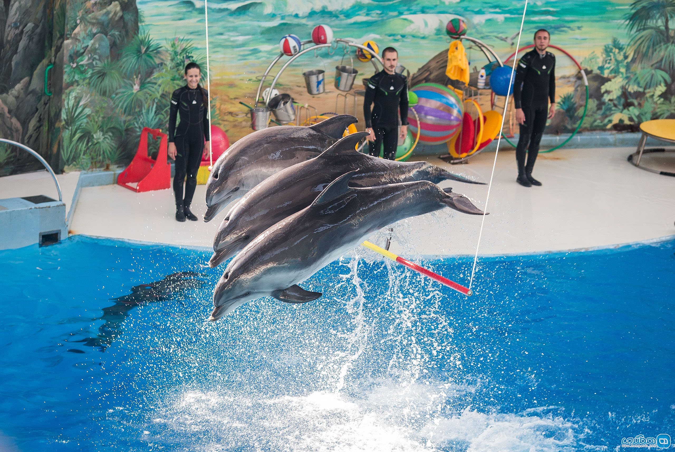 دلفیناریوم سوچی Sochi Dolphinarium