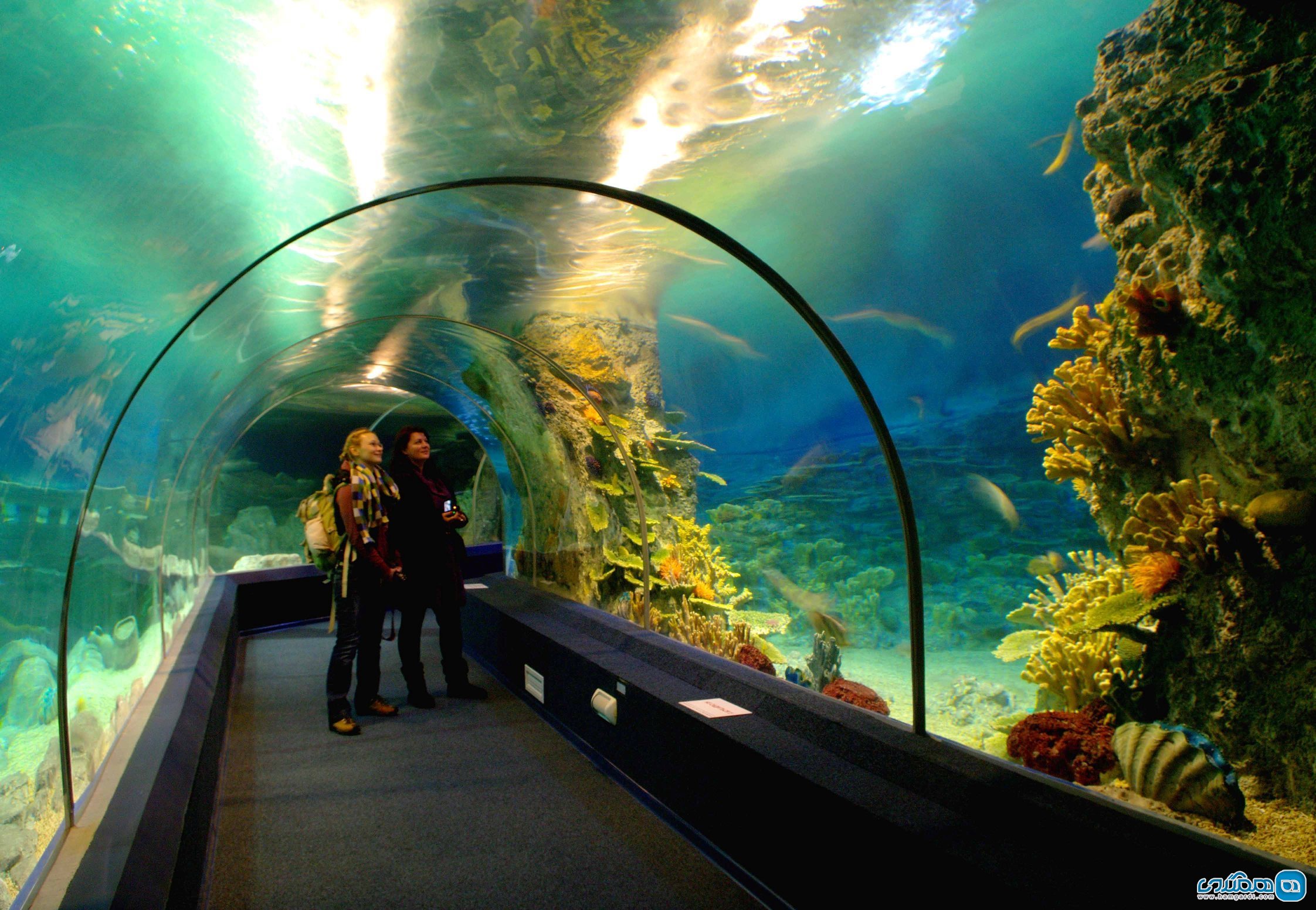 آکواریوم Sochi Discovery World Aquarium