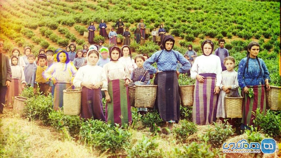 برداشت چای توسط یونانیان ساکن گرجستان