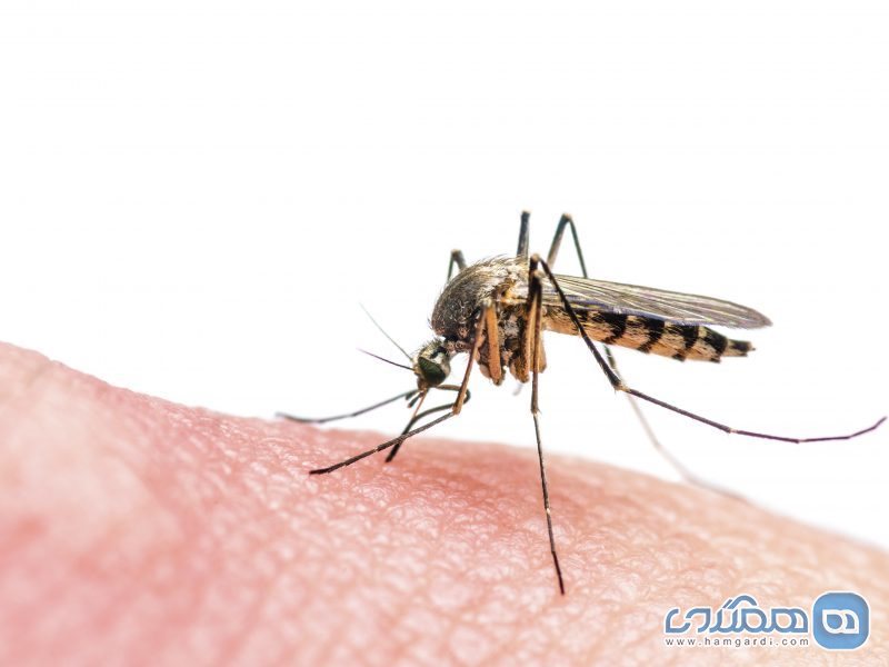 تشخیص پشه مالاریا
