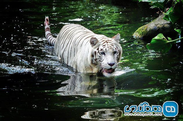  باغ وحش سنگاپور