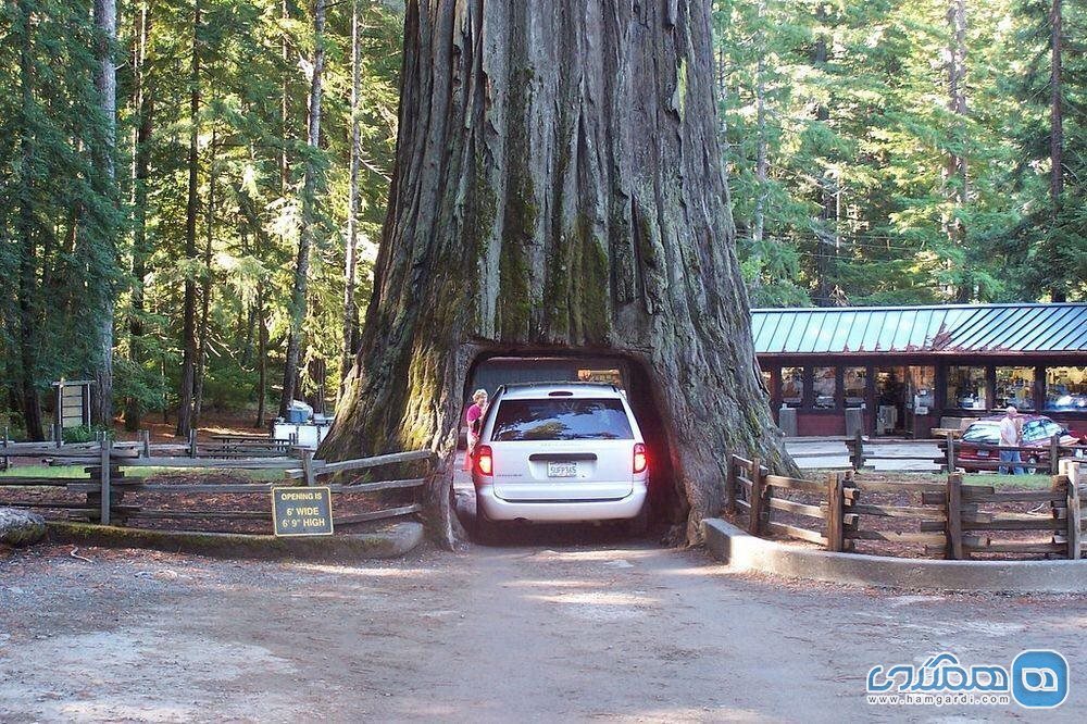 درخت Chandelier Drive-Thru Tree4