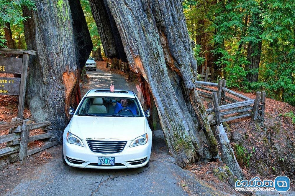 درخت Shrine Drive-Thru Tree3