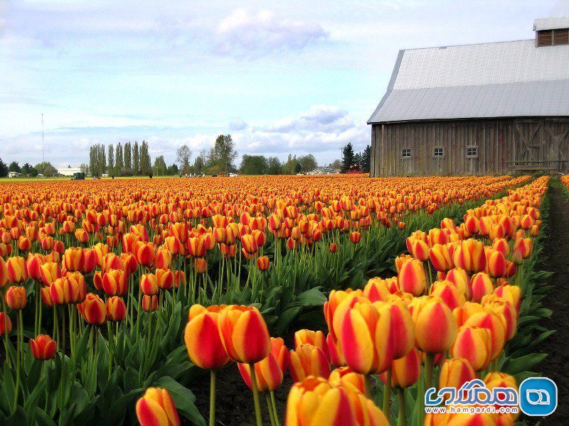 جشنواره Skagit Valley Tulip (دره ی گل های لاله) در Skagit Valley، واشنگتن 