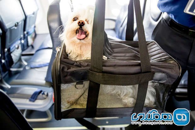سیاست های خطوط هوایی در مورد حیوانات خانگی و هزینه سفر حیوانات خانگی