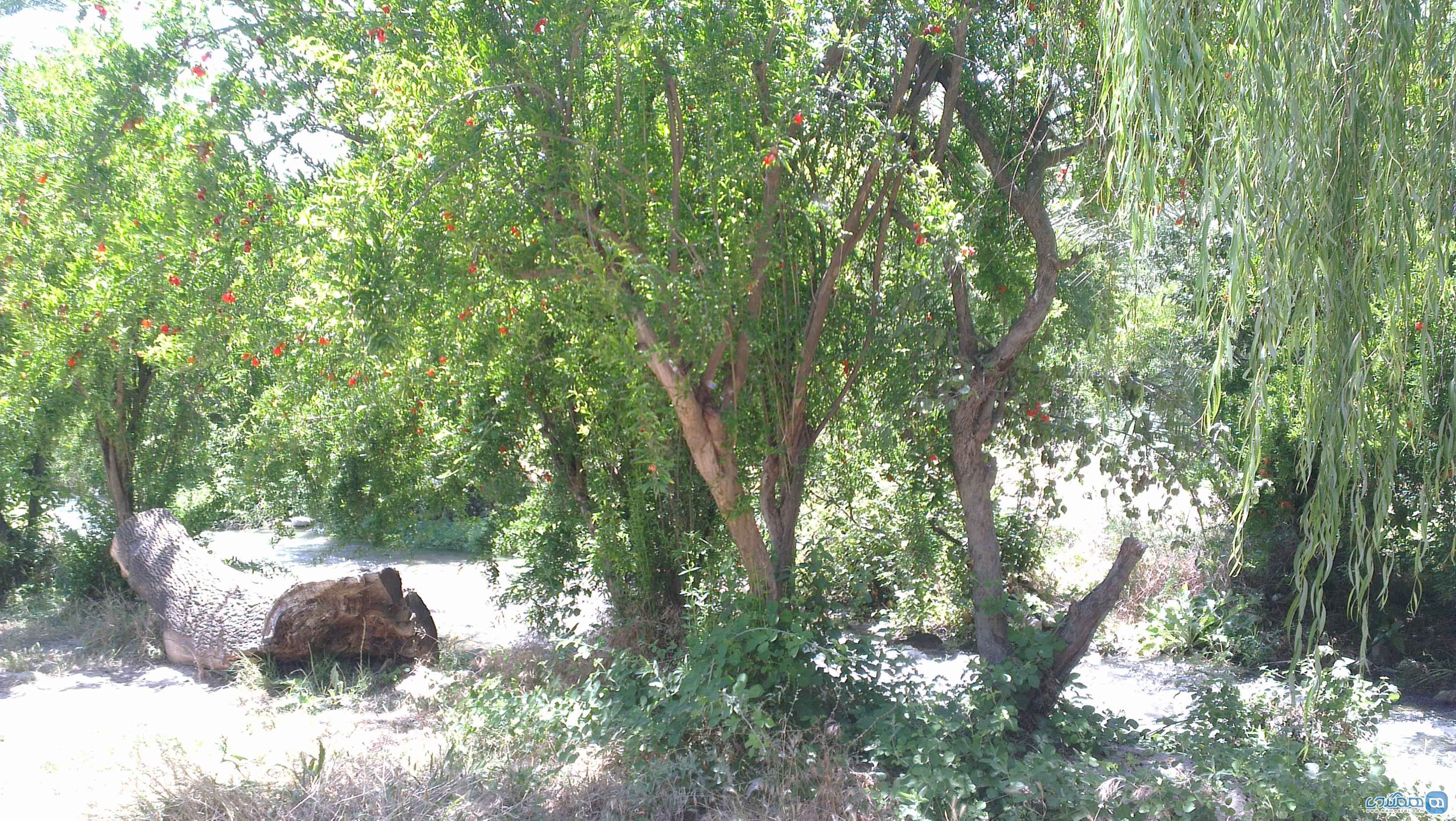 بلقیس باغ چشمه ای زیبا در کهگیلویه و بویر احمد 