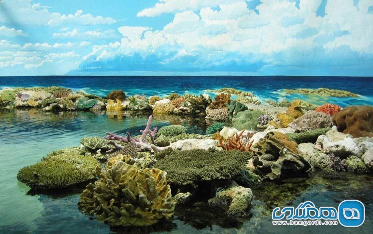 دیواره ی بزرگ مرجانی