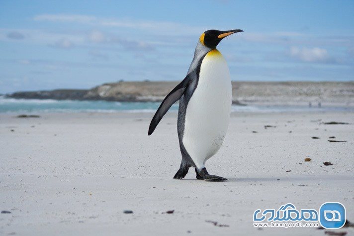 در جزایر فالکلند با پنگوئن ها بازی کنید