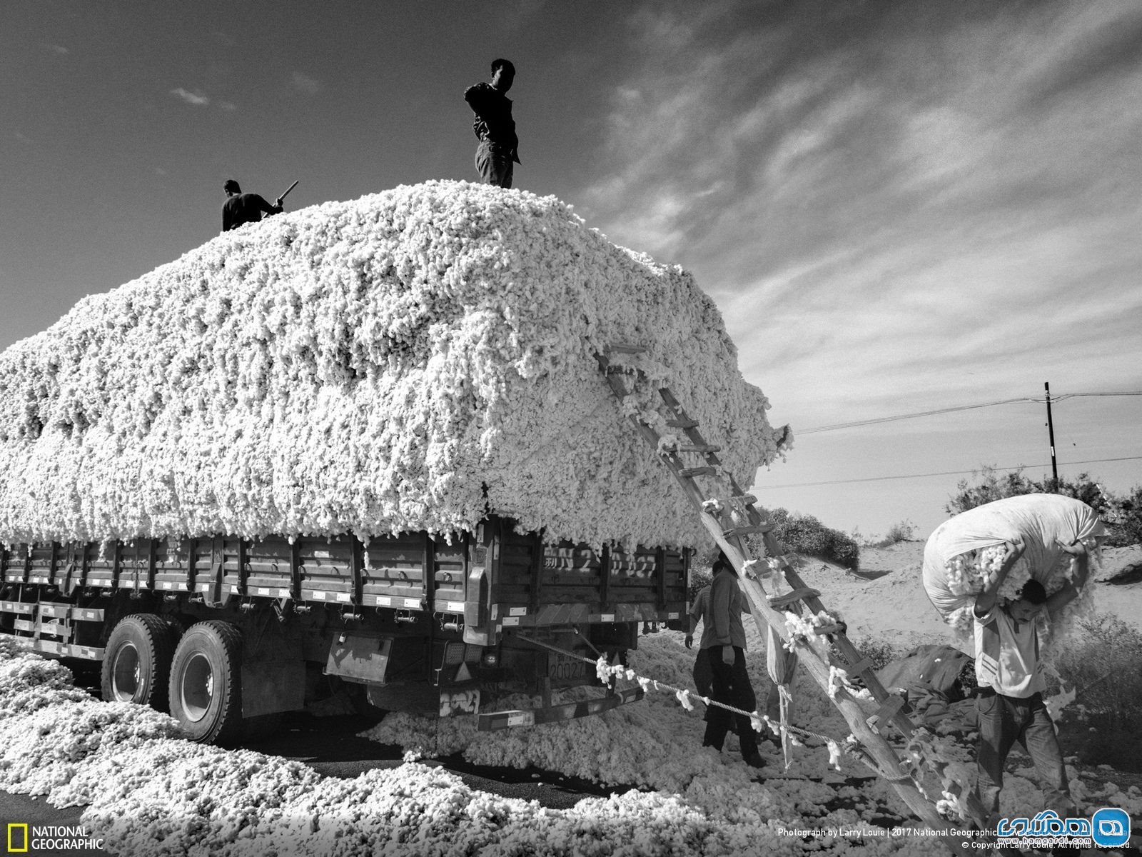 عکس منتخب نشنال جئوگرافیک | کارگران مزارع کتان