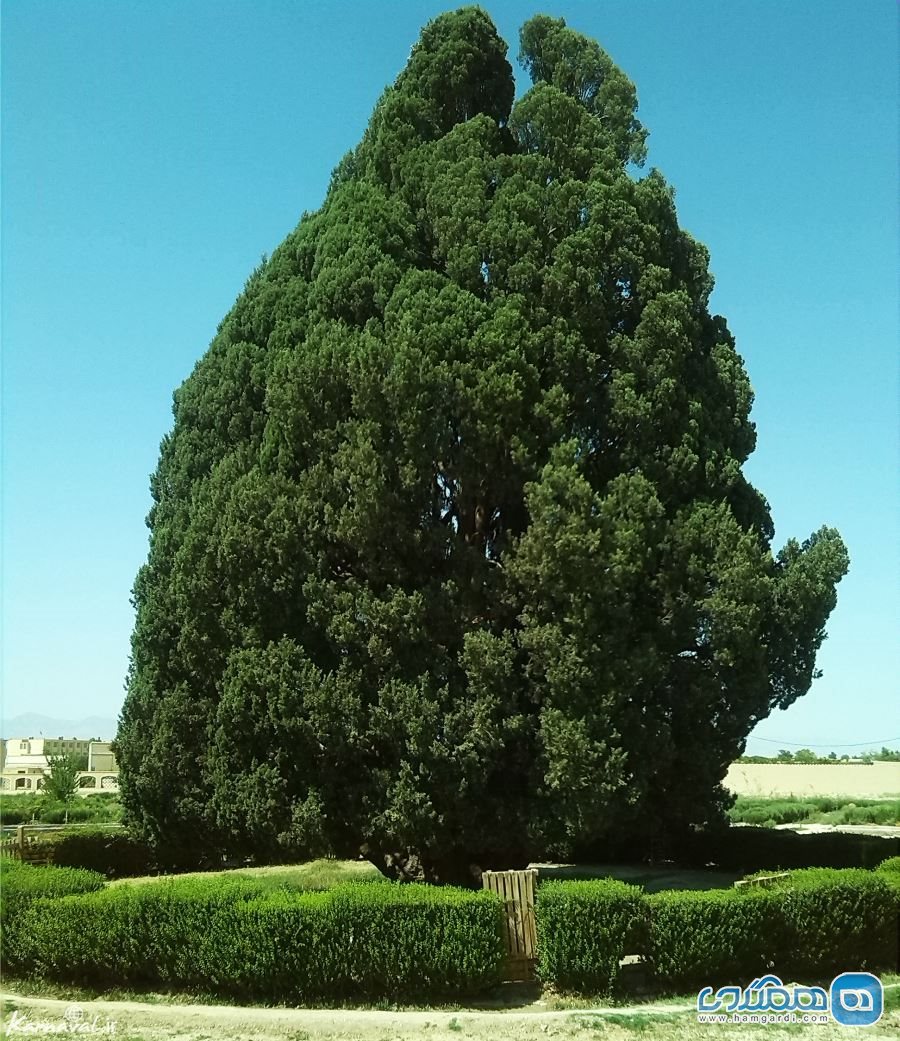 درخت سرو در ایران