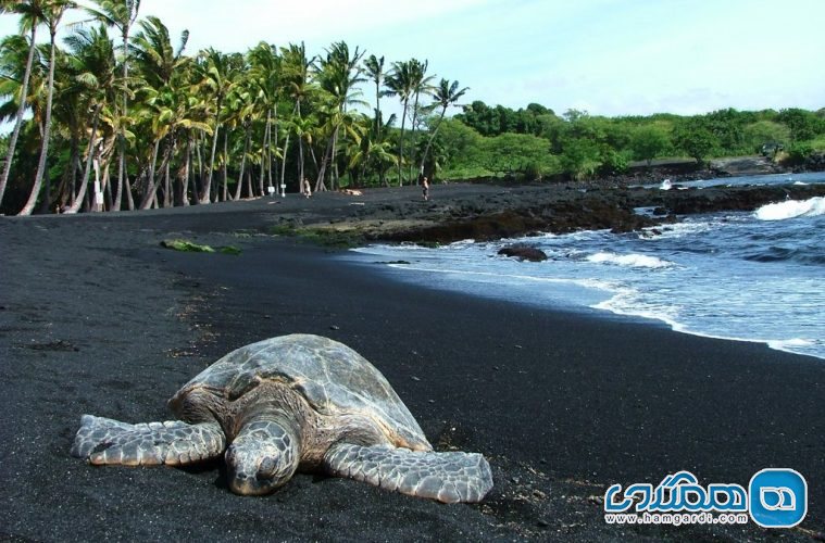 ساحل Punalu’u Black Sand منطقه هاوایی