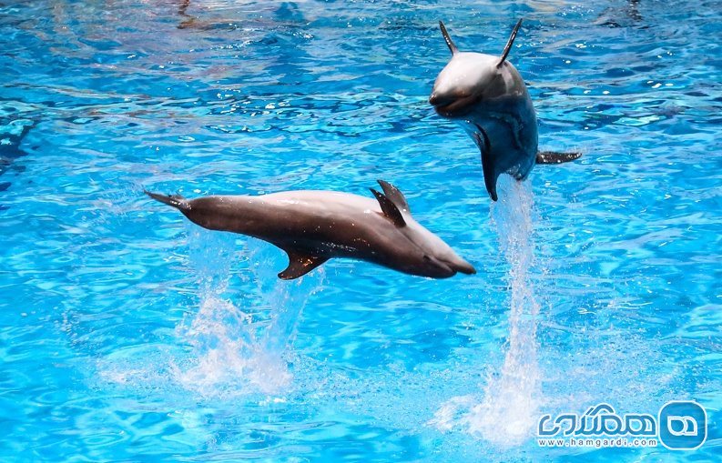 دلفین ها 