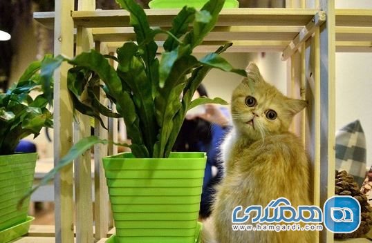 کافه جمهوری گربه ها در سن پترزبورگ روسیه