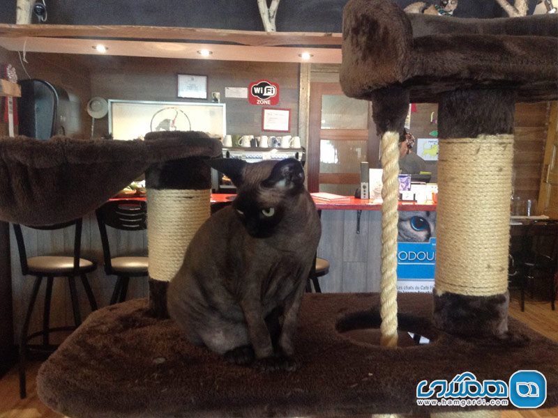 کافه گربه سیبری در شهر چلسی استان کوبک کانادا