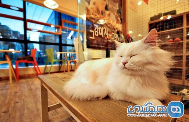 قشنگ ترین کافه گربه های دنیا