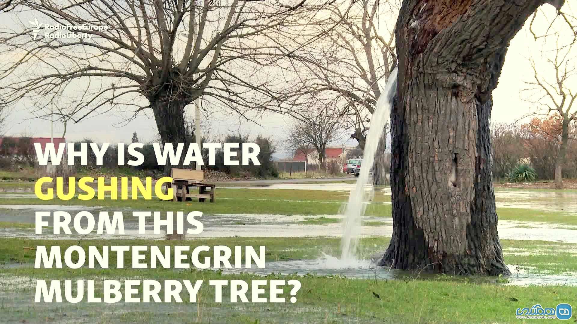 پدیده های طبیعی / درخت و چاهی که به فواره آب تبدیل می شوند.